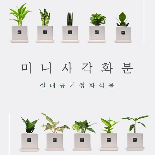 효과 공기 정화 식물 실내 식물의