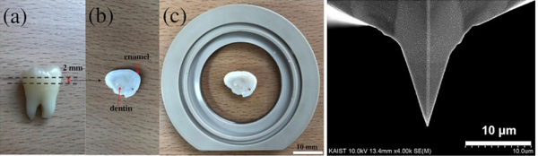원자간력 현미경 측정을 위한 치아 샘플 준비 과정(왼쪽)과 원자간력 현미경 탐침 사진 [제공=KAIST]